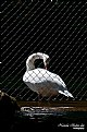 Picture Title - Swan - Freedom