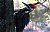 Pileated Woodpecker