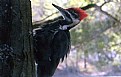 Picture Title - Pileated Woodpecker