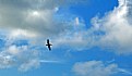 Picture Title - Clouds & Pelikan