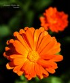 Picture Title - Marigold