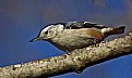 Picture Title - nuthatch stare