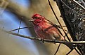 Picture Title - purple finch