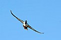 Incoming Northern Shoveler