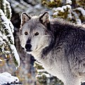 Picture Title - Grey Wolf