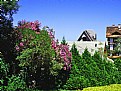 Picture Title - Flowers & Roof