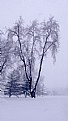 Picture Title - winter tree