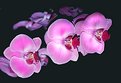 Picture Title - Orchid