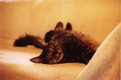 Picture Title - Tired