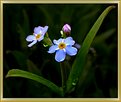 Picture Title - Forget me not.