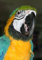 Picture Title - A Parrot in Pose