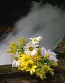 Picture Title - Forgotten Bouquet