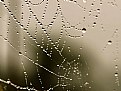 Picture Title - Spider Web
