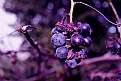 Picture Title - Grapes...