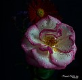 Picture Title - Rose - 081
