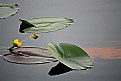 Picture Title - Peaceful Lily Pad
