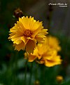 Picture Title - Yellow Flower