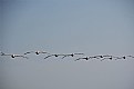 Picture Title - Pelican Formation