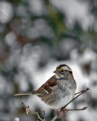 Picture Title - Snowy Sparrow