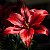 Lirio Rojo - Red Lily