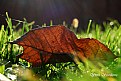 Picture Title - Just Leaf In The Grass 