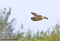Picture Title - Marsh Owl. Daylight Killer.