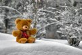 Picture Title - Christmas Teddy