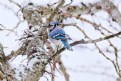 Picture Title - Blue Jay