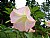 Angels Trumpet Flower