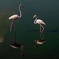 Picture Title - Flamingo 