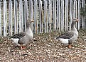 Picture Title - Geese