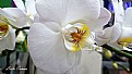 Picture Title - Orchids