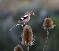 Picture Title - Chaffinch Feeding