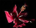 Picture Title - Hibiscus