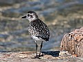 Picture Title - Little Stint 