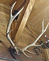 Picture Title - Elk Antlers
