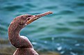 Picture Title - Cormorant