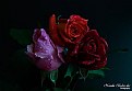 Picture Title - Roses