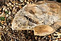 Picture Title - Fossil record