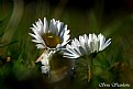 Picture Title - Heady Daisies