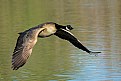 Picture Title - Goose heading home