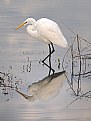 Egret Reflected