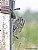 Short-Eared Owl. 