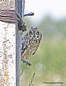 Picture Title - Short-Eared Owl. 