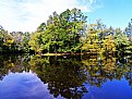 Picture Title - tree and lake