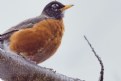 Picture Title - Robin