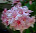 Picture Title - Apple blossom