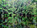 Picture Title - trees and water