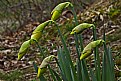  waiting their turn to bloom.