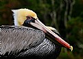 Brown Pelican Breeding Plumage